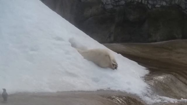 Белый медведь роет берлогу в московском зоопарке смотреть онлайн