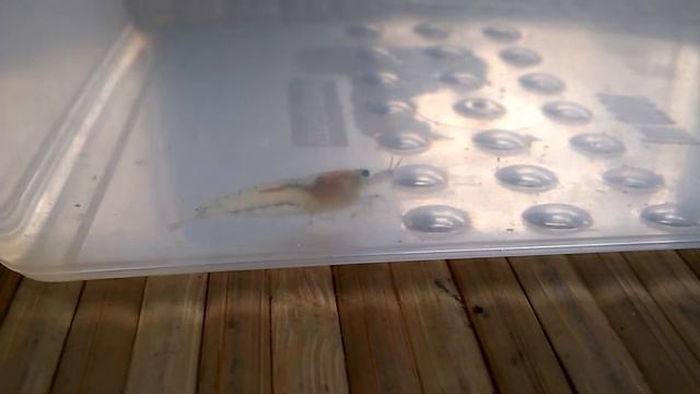 Neocaridina Heteropoda var. Blue Jelly , креветка голубое желе смотреть онлайн