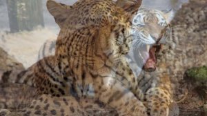 Самые хищные животные.