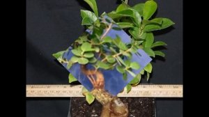 Ginseng Ficus: The Perfect Bonsai Tree for the Beginner