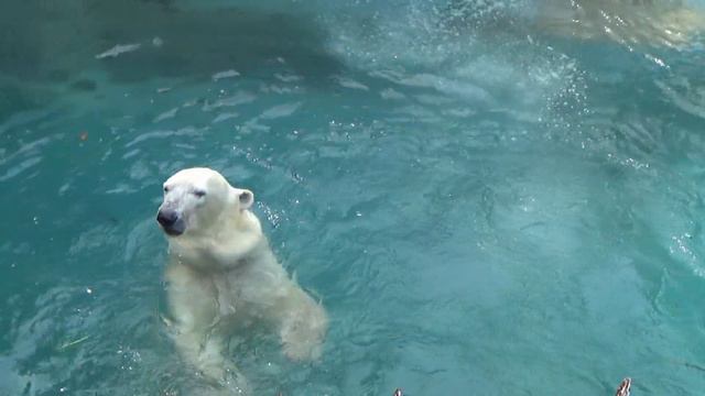 シロクマの母娘💗深い愛【天王寺動物園】