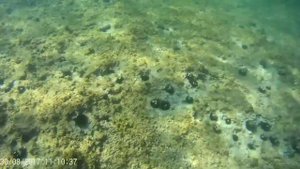 подводная съемка в Адриатическом море