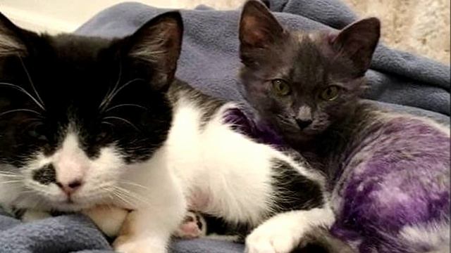 Я думал, это обычный котенок, но когда я увидел его шерстку, не смог сдержать слез… смотреть онлайн