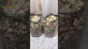 ДЖОНДЖОЛИ как засолить