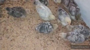 вопрос с цыплятами решён! Барковская Борвистая! вольерное содержание!