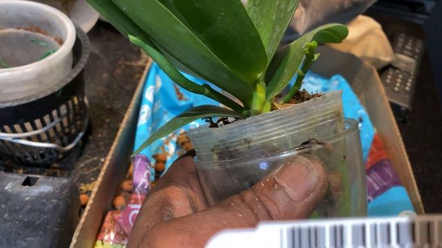 REPOTTING 101: #phalaenopsis #phalaenopsisorchid #pottingorchids смотреть онлайн