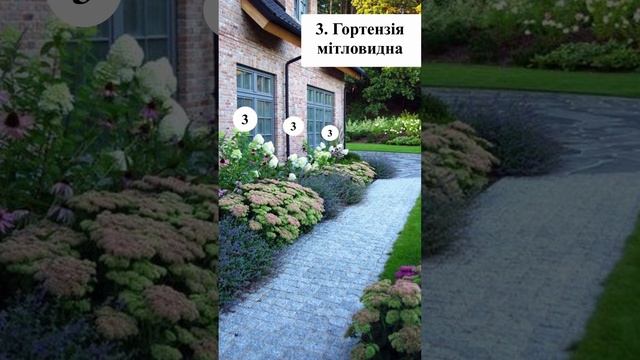 Ландшафтний дизайн Декоративні рослини #16 #очиток #landscapedesign #клумба #озеленення #рослини