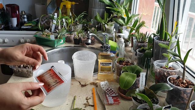 Преоценен фаленопсис - пресаждане и дезинфекциране смотреть онлайн