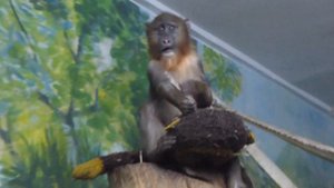 зимний павильон новосибирский зоопарк 9.12.15. (2)