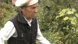 Постоянно плодоносящие сорта яблонь и груш