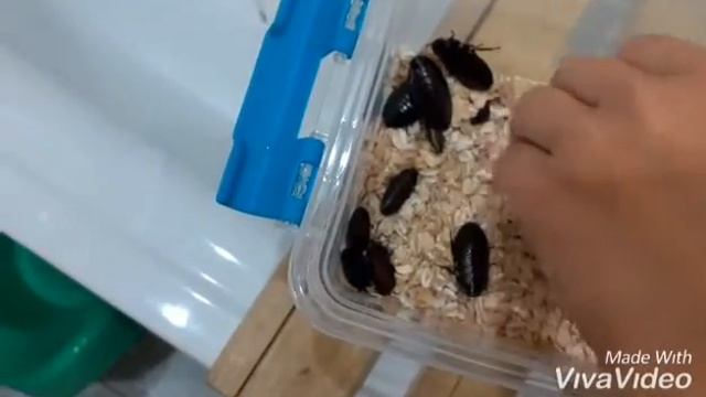 Мадагаскарские #тараканы. Содержание в домашних условиях. Меняем подстилку. смотреть онлайн