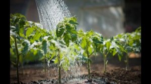 СРОЧНО ПОЛЕЙТЕ ПОМИДОРЫ И ОГУРЦЫ - ЧЕСНОКОМ С МАРГАНЦЕМ