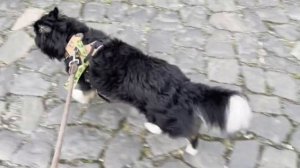 Дача в Германии. Что случилось с Павликом?? на даче?.