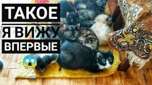 БАБУШКА ДЕРЖИТ 32 кошки в однокомнатной квартире ПРОСИТ ПОМОЩИ"больше нет сил за ними ухаживать"