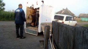 Погрузка коровы (тёлочки) в легковой самодельный прицеп 1 июля 2017 года