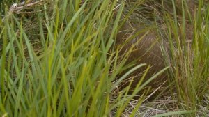 ЕХИДНА ЗВЕРЬ ИЛИ ПТИЦА? || ЖИВАЯ ЗЕМЛЯ ©