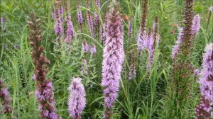 Bees at the Toronto Botanical Garden