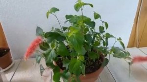 Акалифа. Лисий хвост.Лисохвост. красивоцветущее комнатное растение
