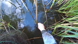 У раков шансов нет!!! Ловля раков 2022 #21