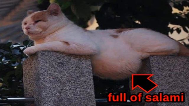 КОТ ПОЛНЫЙ СУПА - ОТКУДА МЕМ? - Full of Soup Cat Original