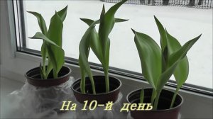Выгонка тюльпанов в домашних условиях. Я сажаю.