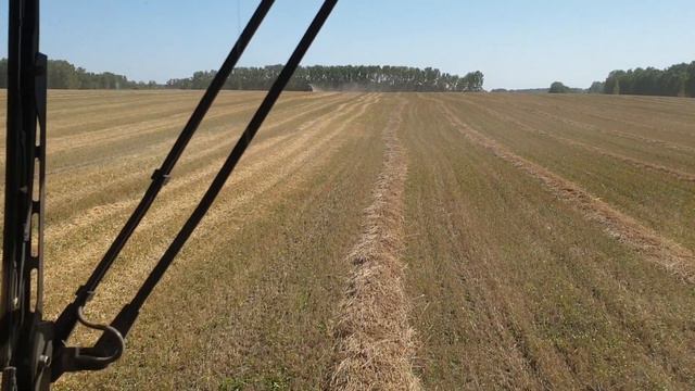 До молотили овес,перешли на пшеницу! смотреть онлайн