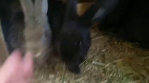 Вес крольчат в 2 месяца.При моем кормление.