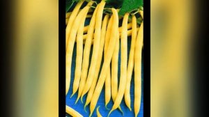 Спаржевая фасоль, мой выбор сорта для выращивания