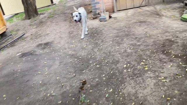 ТРАВЛЮ ЖУКОВ/ПРОГУЛКА С СОБАКОЙ /ПРИГОТОВИЛА ВКУСНЫЕ КАБАЧКИ В КЛЯРЕ смотреть онлайн