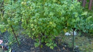 Борная кислота в уходе за смородиной#смородина #борная_кислота