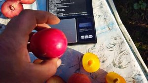 Сливи аутумн гігант,анжеліно,байрон голд,блю фрі.