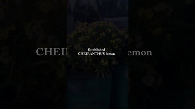 CHEIRANTHUS lemon