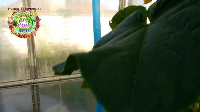 Огурцы и помидоры - хорошие соседи. Важные условия добрососедских отношений овощных растений. смотреть онлайн