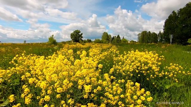 Свербига восточная — описание растения, лекарственные свойства и вред. смотреть онлайн