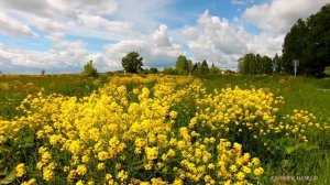 Свербига восточная — описание растения, лекарственные свойства и вред.