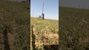 Установка столбов с помощи трактора