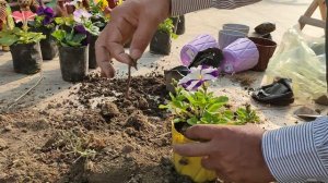 HOW TO REPOT PETUNIA in 4 inch Pot | LITTLE BAGICHA