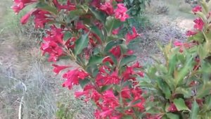 Weigela Red Prince1. Βειγκέλα. Μηλήτσα. EEDB TV.