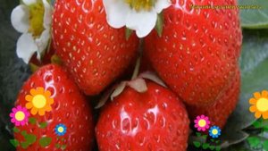 Земляника садовая Кент. Краткий обзор, описание характеристик fragaria ananassa Кент