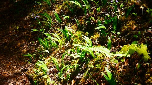 Горная река. Лесные ирисы. смотреть онлайн