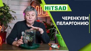 Как правильно черенковать Пеларгонию  Лучший способ ЧЕРЕНКОВАНИЯ ПЕЛАРГОНИИ  Черенок Герани