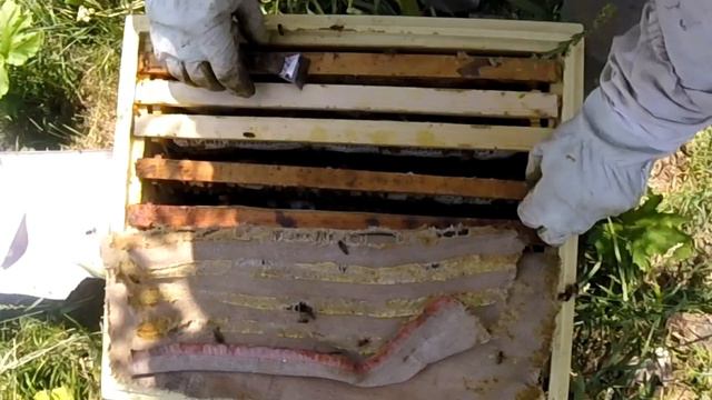 Бакфаст MKN 47 F1 и карника. Пришёл достойный материал, подсаживаю... смотреть онлайн