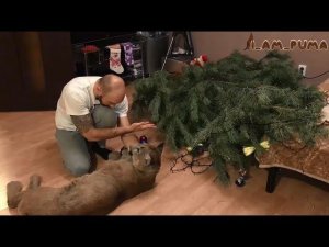Пума уронила ёлку! Cougar Messi Christmas Tree 2