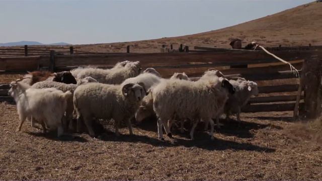 История успеха главы КФХ Павла Чойжамсуева. смотреть онлайн