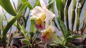 Blc. Haadyai Delight 'bangprom' x  Blc. Pamela Hetherington. Эквадор -  Ecuagenera 2019 г.