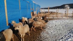 Катумская порода овец - от идеи до воплощения, первая часть.