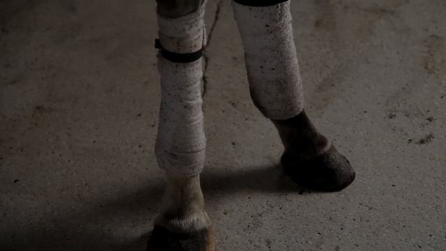 U.S. Polo Assn. | Polo Club Owner смотреть онлайн