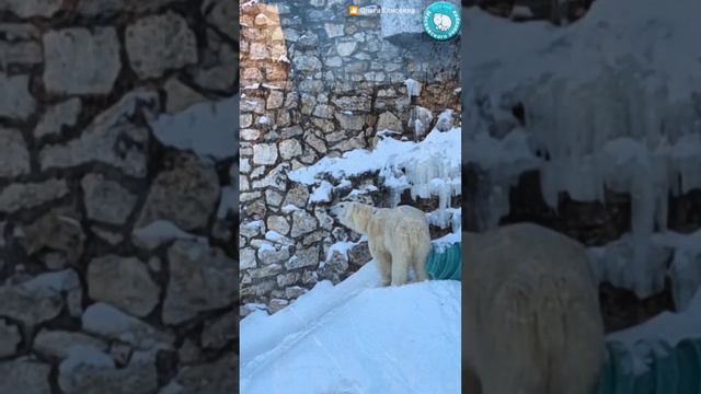 •🐻🤗Айка исследует вольер и конечно же,как всегда рядом вороны🙂/📷Ольга Елисеева🌹/Московский зоопарк смотреть онлайн