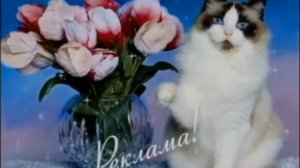 Рекламные заставки к 8 марта (2х2, 08.03.2011)