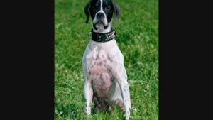 Все породы собак.Английский пойнтер (English Pointer)
